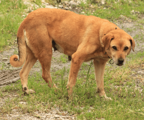 Dog with tail tucked and body crouched – overwhelmed and frightened posture