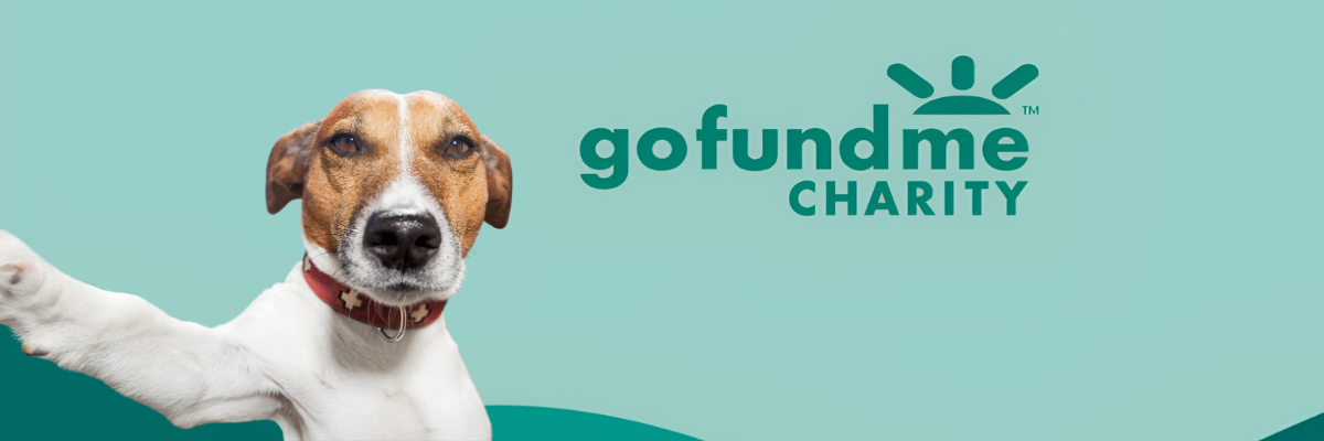 Person holding birthday sign for dog fundraiser – one of many ways to help dogs