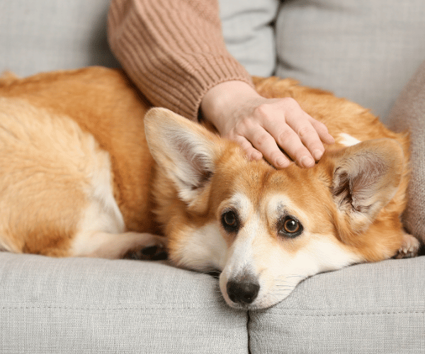 Dog pacing and shaking indoors – unable to settle due to stress or anxiety