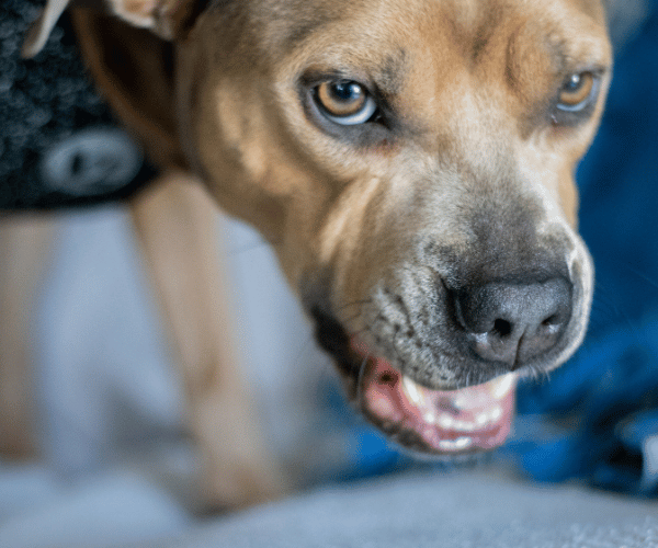 Dog whining and vocalizing – communication of fear or pain