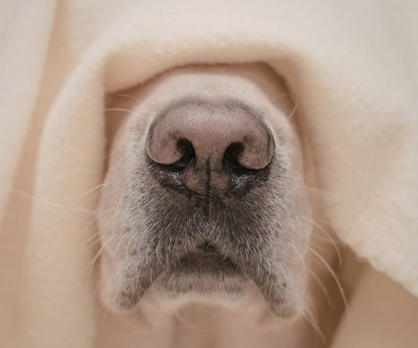 AI for Lost Pets: The Complete Guide to Modern Recovery - Hope Paws Support Fund - Heading 7