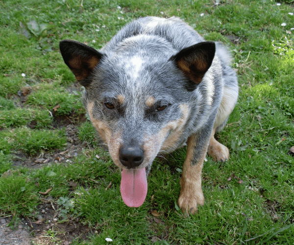 Dog panting heavily indoors without exercise – possible stress or overheating sign