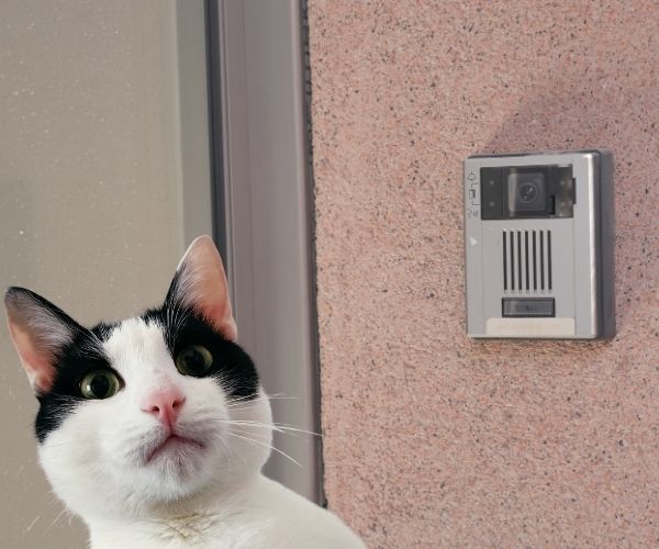 AI for Lost Pets: The Complete Guide to Modern Recovery - Hope Paws Support Fund - Heading 8