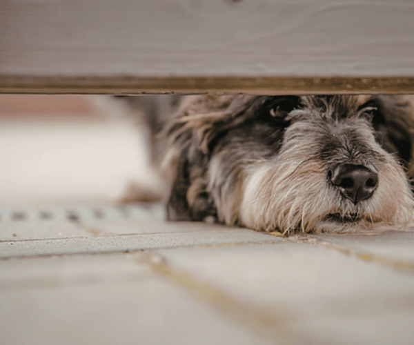 Dog hiding under furniture and avoiding eye contact – overwhelmed and needing space