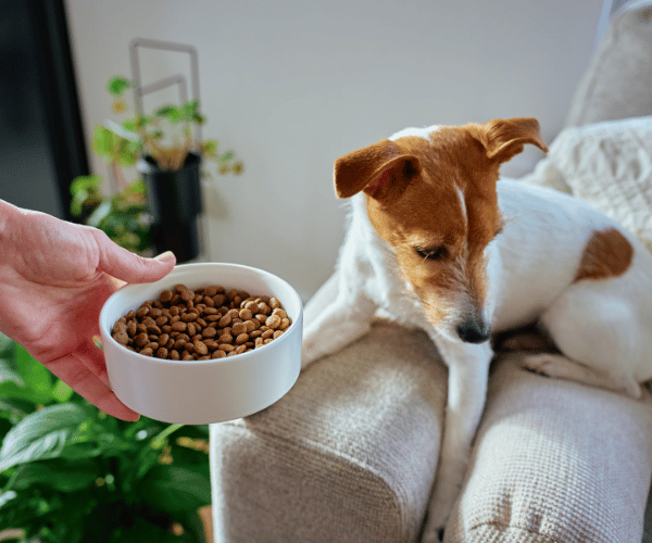 Dog refusing to eat from bowl – stress or illness affecting appetite