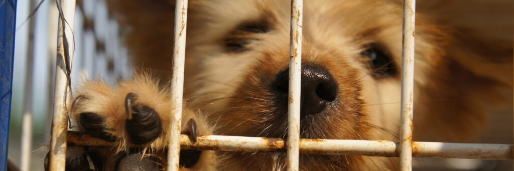 Dogs in Need of Rescue - Hope Paws Support Fund - Heading 16