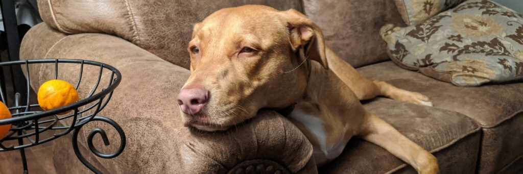 About Hope Paws Support Fund - Hope Paws Support Fund - Heading 2