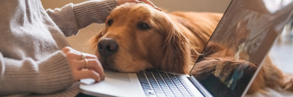 Help Us Improve Hope Paws - Hope Paws Support Fund - Heading 24