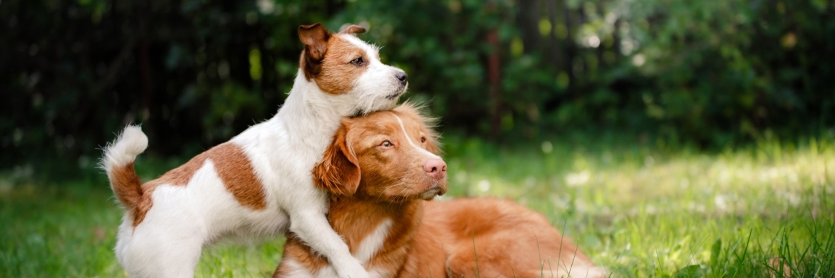 Person logging into donor-advised fund account to support dog rescue