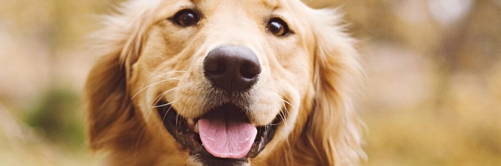  Subscription confirmed! - Hope Paws Support Fund - Heading 29