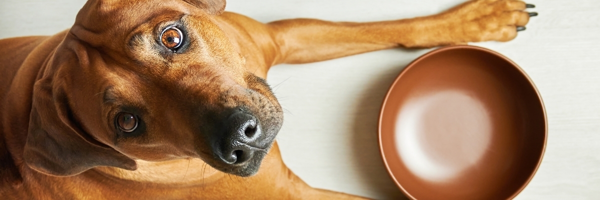 Amazon shopping cart with dog supplies – support animal shelter nonprofit through wish list