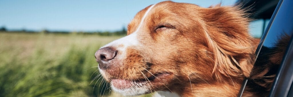 Resources - Hope Paws Support Fund - Heading 8