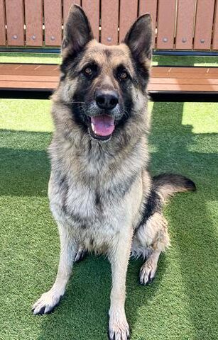 Dogs in Need of Rescue - Hope Paws Support Fund - Rico1 e1776314247599