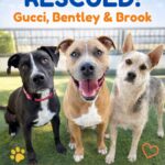 OC Animal Care Rescue Success: Three Dogs Saved from Euthanasia - Hope Paws Support Fund - 3 RESCUED IM
