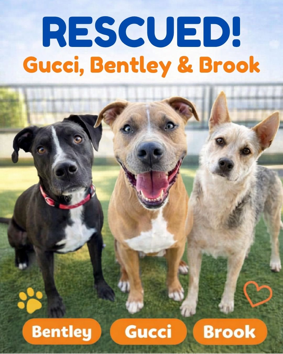 OC Animal Care Rescue Success: Three Dogs Saved from Euthanasia - Hope Paws Support Fund - 3 RESCUED IM