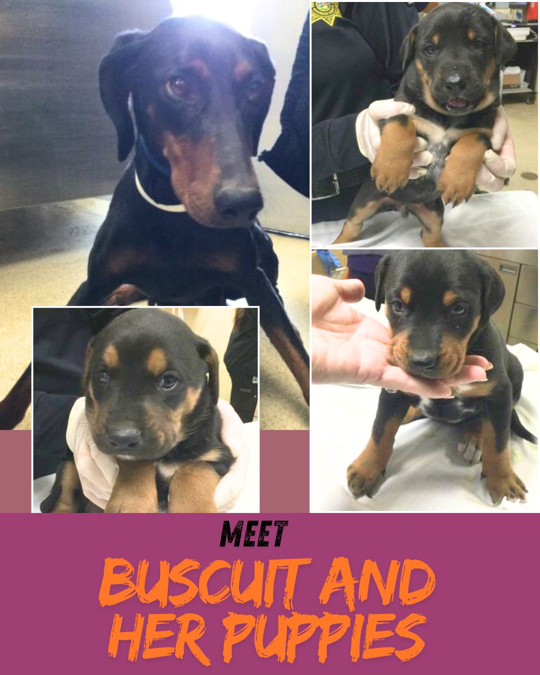 Happy Dogs - Hope Paws Support Fund Happy Dogs - Hope Paws Support Fund - BUSCUIT IM