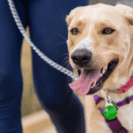 Foster-to-Adopt at OC Animal Care - Hope Paws Support Fund Foster-to-Adopt at OC Animal Care - Hope Paws Support Fund - Heading 1 1