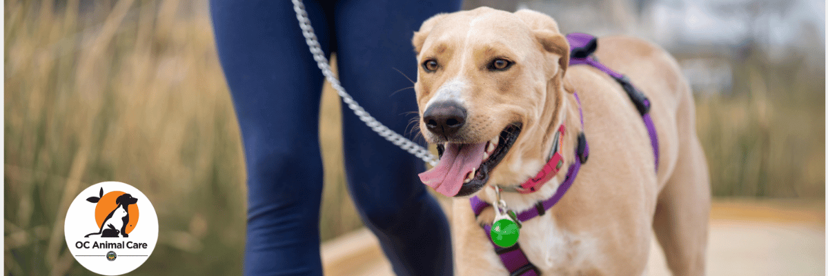 Foster-to-Adopt at OC Animal Care - Hope Paws Support Fund - Heading 1 1