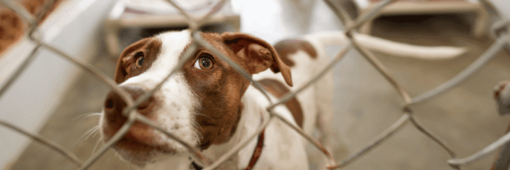 Dogs in Need of Rescue - Hope Paws Support Fund Dogs in Need of Rescue - Hope Paws Support Fund - Heading