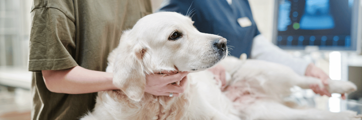 Get Help - Hope Paws Support Fund - Heading 12