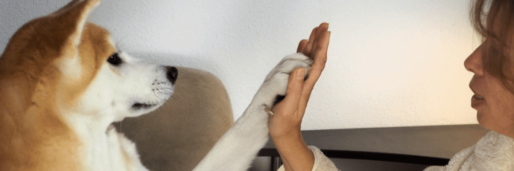 Program Progress Tracker - our Commitments - Hope Paws Support Fund - Heading 14