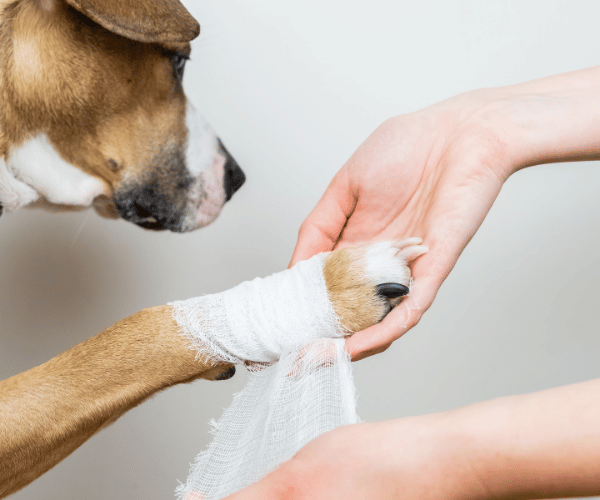 Emergency Vet Financial Assistance - Hope Paws Support Fund Apply for Emergency Vet Financial Assistance