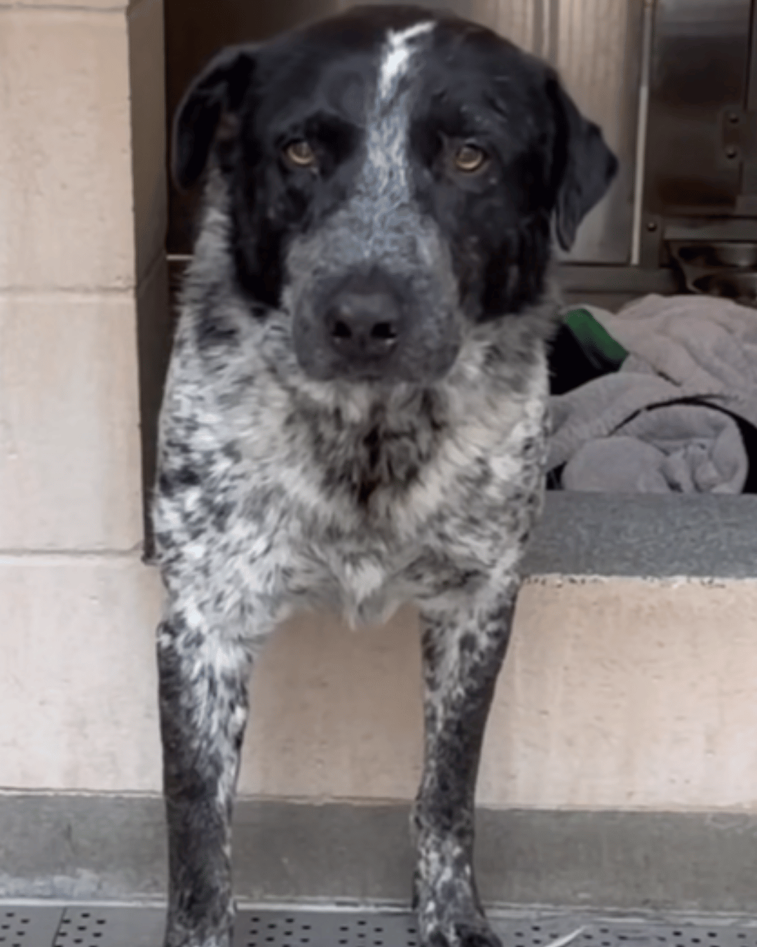 Happy Dogs - Hope Paws Support Fund - S1