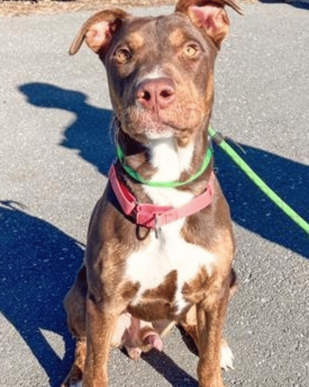 Happy Dogs - Hope Paws Support Fund - S2