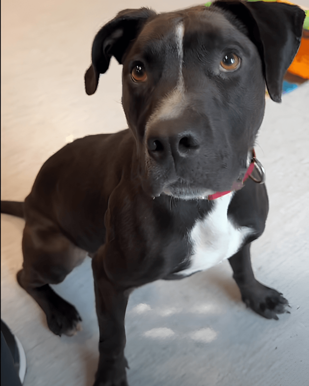 Happy Dogs - Hope Paws Support Fund - bentley