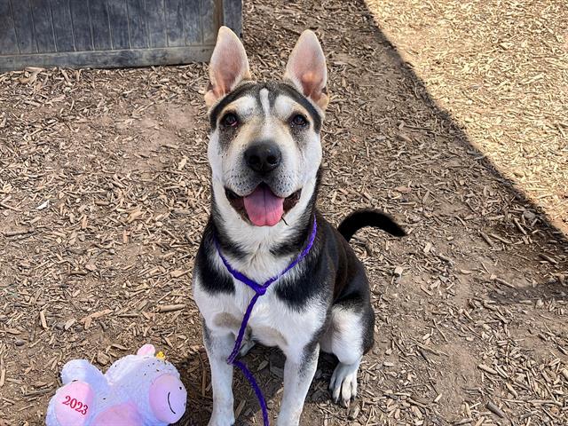 Happy Dogs - Hope Paws Support Fund Happy Dogs - Hope Paws Support Fund - gibson1