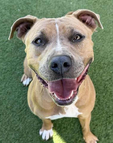 Happy Dogs - Hope Paws Support Fund - gucci