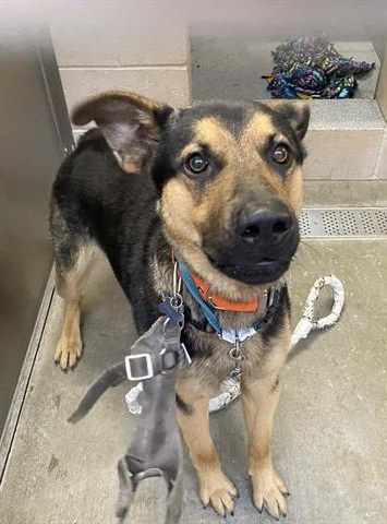 Happy Dogs - Hope Paws Support Fund Happy Dogs - Hope Paws Support Fund - servicethumb2 1