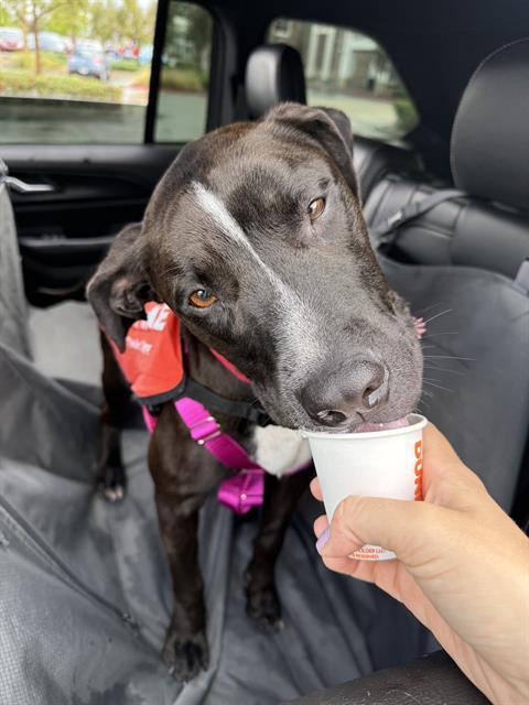 Happy Dogs - Hope Paws Support Fund Happy Dogs - Hope Paws Support Fund - servicethumb2