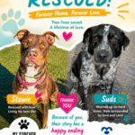 Rescue Pull Funding for Dogs – How Stewie and Suds Were Saved - Hope Paws Support Fund Rescue Pull Funding for Dogs – How Stewie and Suds Were Saved - Hope Paws Support Fund - st suds 1