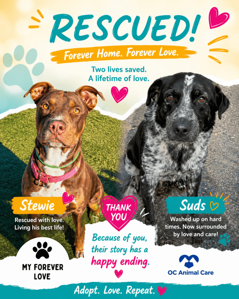 Rescue Pull Funding for Dogs – How Stewie and Suds Were Saved