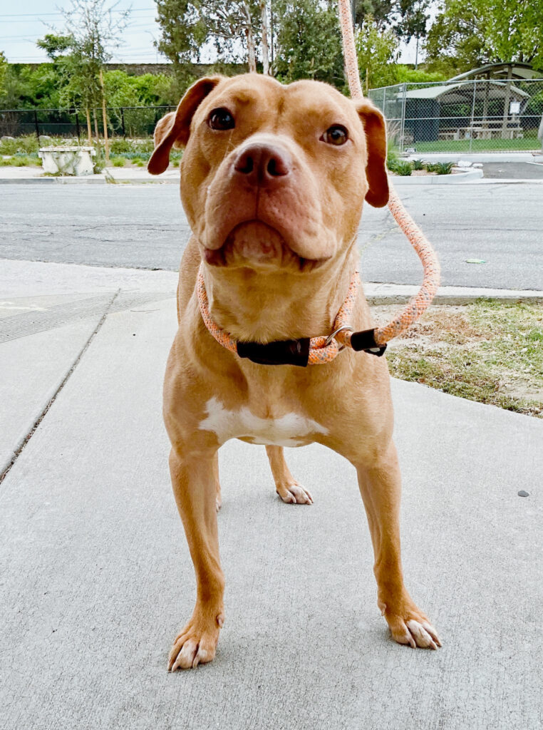 Adoptable Dogs – Foster or Adopt - Hope Paws Support Fund - 0DFD8DD1 1182 4B9B 8FE0 80FF16687528