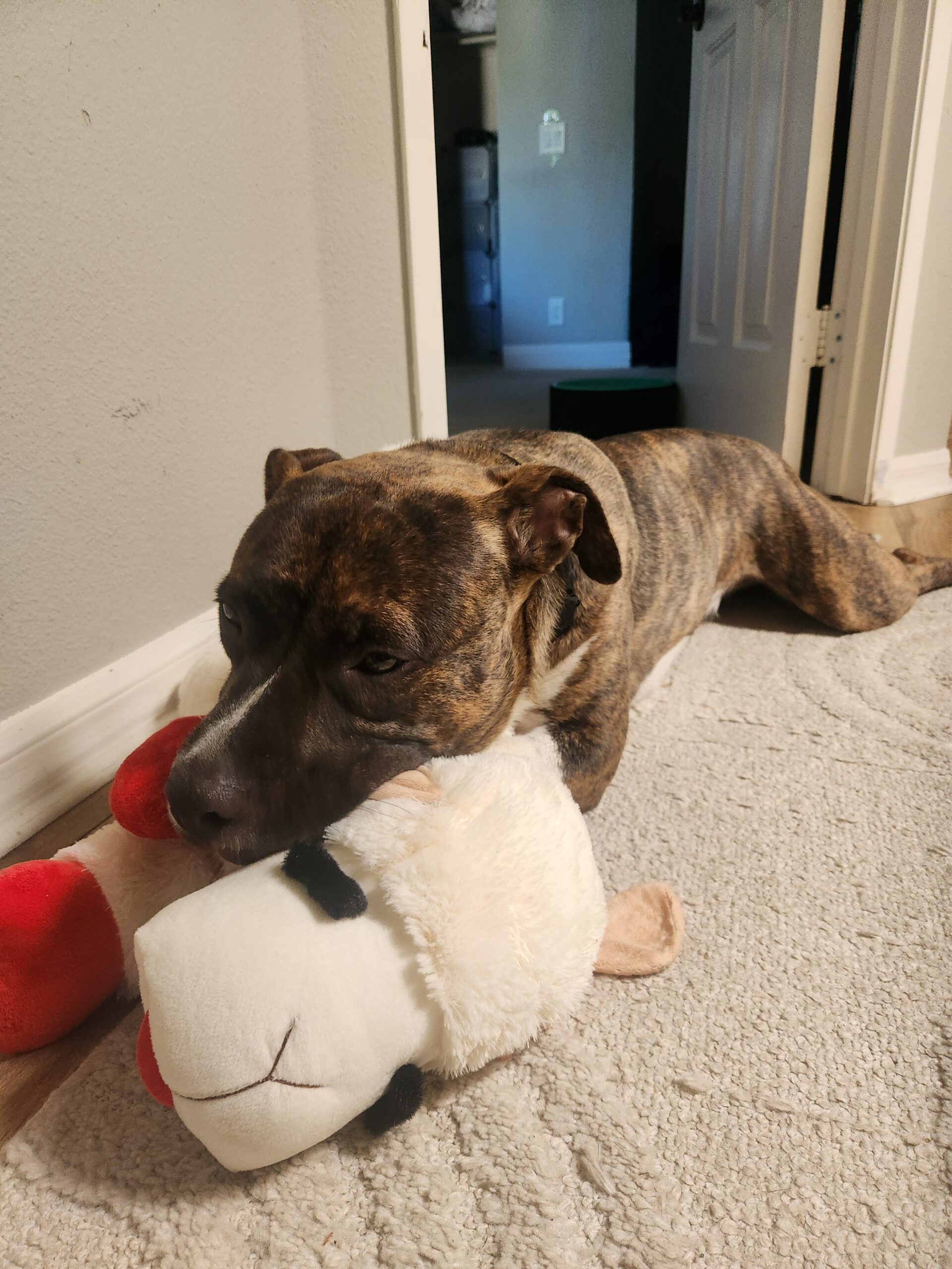 Foster Dog Story - FROM EUTH LIST TO LOVED - Hope Paws Support Fund Foster Dog Story - FROM EUTH LIST TO LOVED - Hope Paws Support Fund - 20260621 165036 scaled