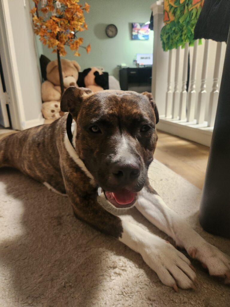 Foster Dog Story - FROM EUTH LIST TO LOVED - Hope Paws Support Fund Foster Dog Story - FROM EUTH LIST TO LOVED - Hope Paws Support Fund - 20260621 165124