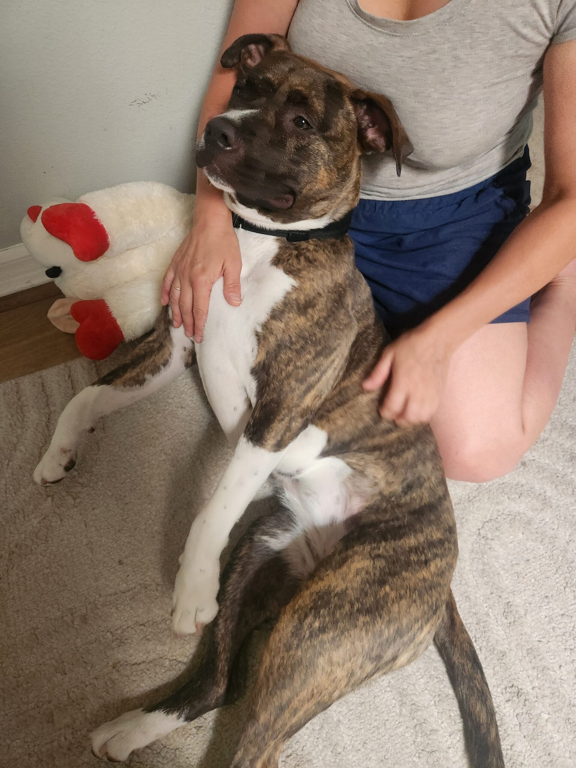 Foster Dog Story - FROM EUTH LIST TO LOVED - Hope Paws Support Fund Foster Dog Story - FROM EUTH LIST TO LOVED - Hope Paws Support Fund - 20260621 165535 scaled