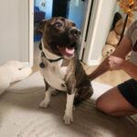 Foster Dog Story - FROM EUTH LIST TO LOVED - Hope Paws Support Fund Foster Dog Story - FROM EUTH LIST TO LOVED - Hope Paws Support Fund - 20260621 165616