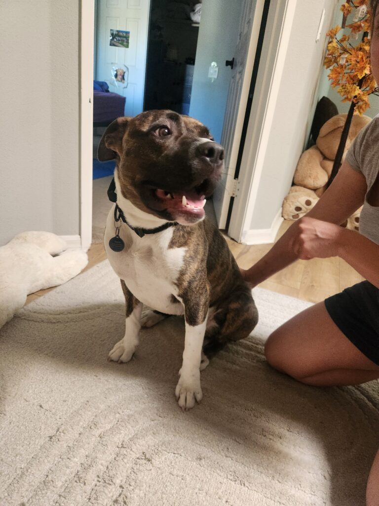 Foster Dog Story - FROM EUTH LIST TO LOVED - Hope Paws Support Fund Foster Dog Story - FROM EUTH LIST TO LOVED - Hope Paws Support Fund - 20260621 165616