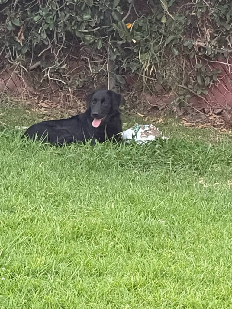 Adoptable Dogs – Foster or Adopt - Hope Paws Support Fund - 723561525 995426742873033 9015125910392095675 n