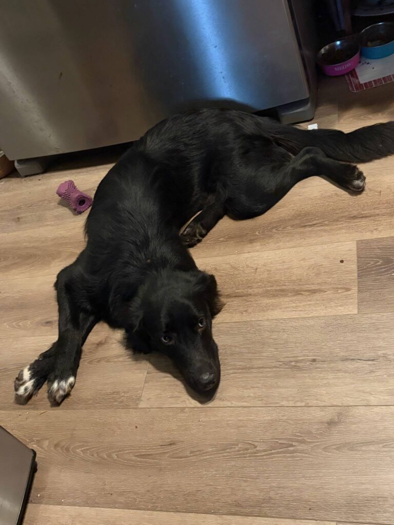 Adoptable Dogs – Foster or Adopt - Hope Paws Support Fund - 723768073 995426692873038 1301925613485972848 n
