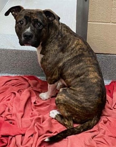 Foster Dog Story - FROM EUTH LIST TO LOVED - Hope Paws Support Fund Foster Dog Story - FROM EUTH LIST TO LOVED - Hope Paws Support Fund - BOTT 3