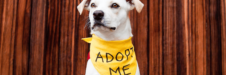 Adoptable Dogs – Foster or Adopt - Hope Paws Support Fund - Heading 18