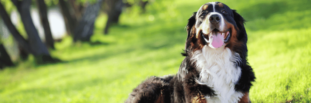 Testimonials - Hope Paws Support Fund Testimonials - Hope Paws Support Fund - Heading 35