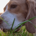 Dog Grass Eating: Why Dogs Eat Grass and What It Means - Hope Paws Support Fund - Heading 40