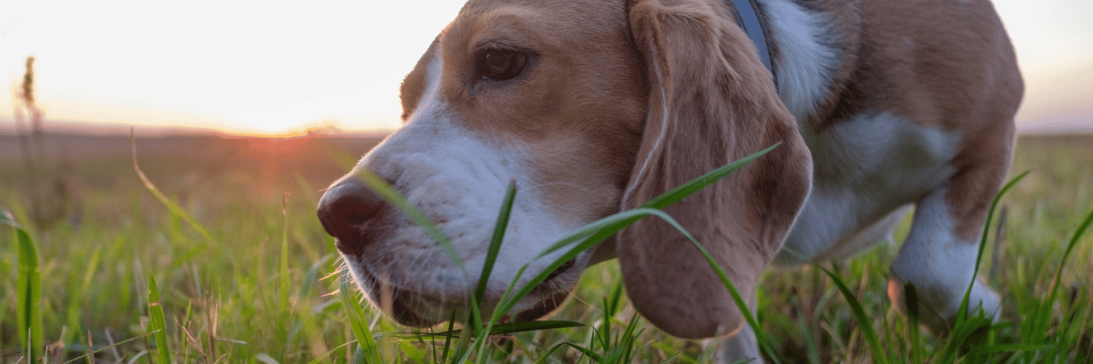 Dog Grass Eating: Why Dogs Eat Grass and What It Means - Hope Paws Support Fund - Heading 40