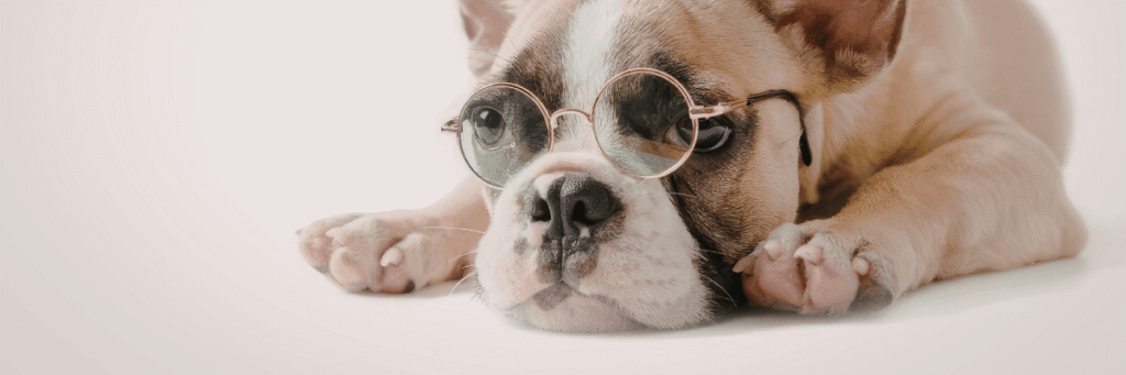 Walmart Spark Good – Round Up for Dogs - Hope Paws Support Fund Walmart Spark Good – Round Up for Dogs - Hope Paws Support Fund - Heading 15