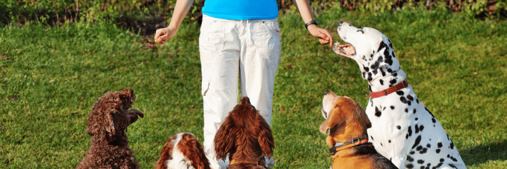 Our Partners & Network - Hope Paws Support Fund - Heading 16